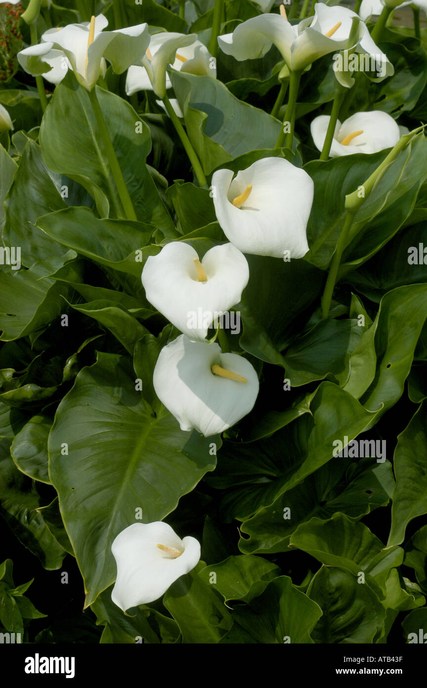 Arum oder Calla Lilien Zantedeschia aethiopica Stockfoto