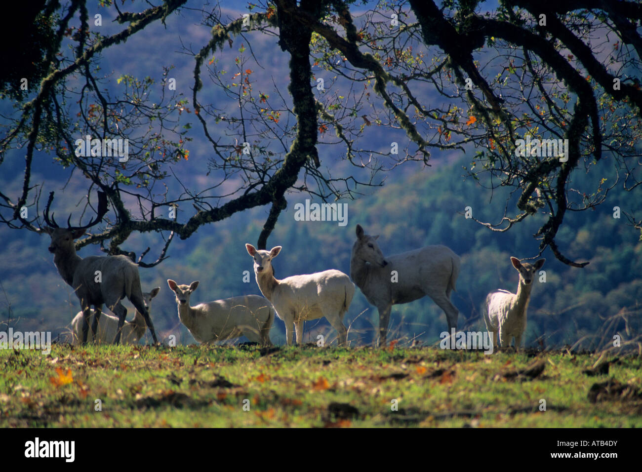 Weißen Hirsch ein Geschenk von W R Hearst Ridgewood Ranch in der Nähe von Willits Mendocino County, California Stockfoto