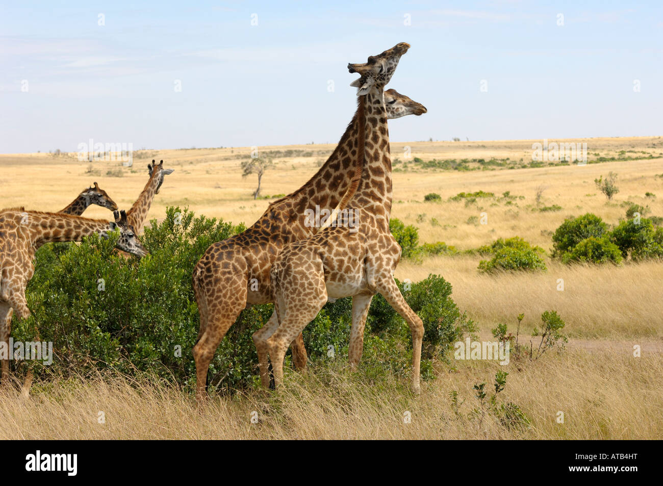 Giraffe Bullen kämpfen, Massai Mara, Kenia, Stockfoto