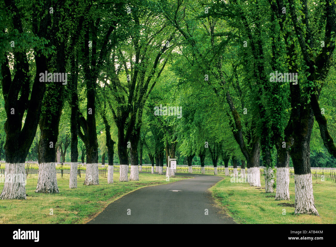 Bäume entlang der Einfahrt Fetzer Vineyards in der Nähe von Hopland Mendocino County, California Stockfoto