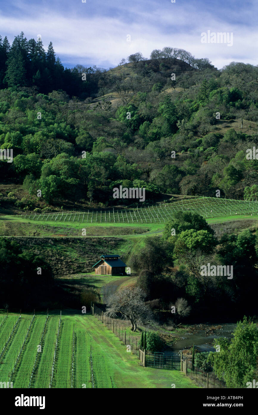 Neuen Weinberg im Winter in der Nähe von Redwood Valley Mendocino County in Kalifornien Stockfoto