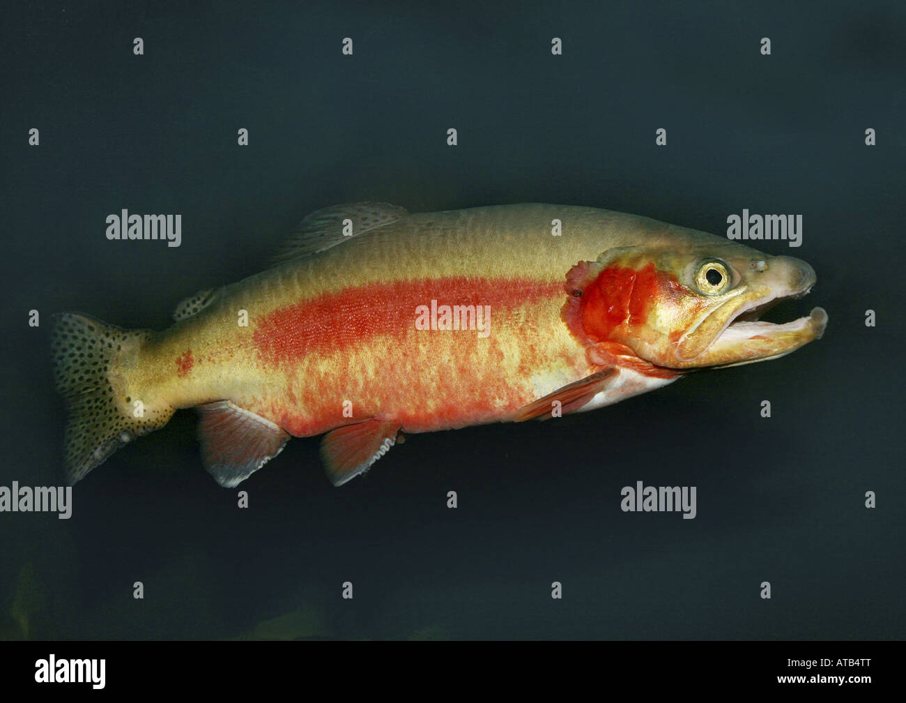 Lachsfische (Salmonidae), Lachs Stockfoto