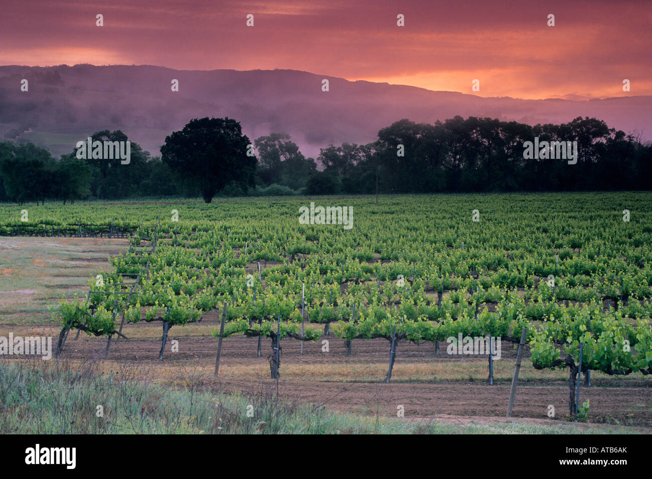 Morgennebel auf Hügeln am Sonnenaufgang über dem Weinberg in der Nähe von Hopland Mendocino County, California Stockfoto