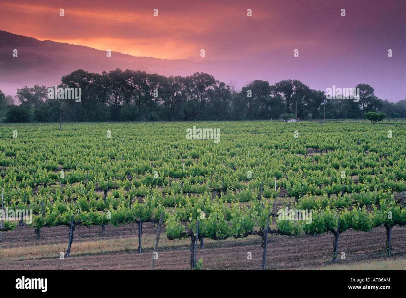 Morgennebel auf Hügeln am Sonnenaufgang über dem Weinberg in der Nähe von Hopland Mendocino County, California Stockfoto