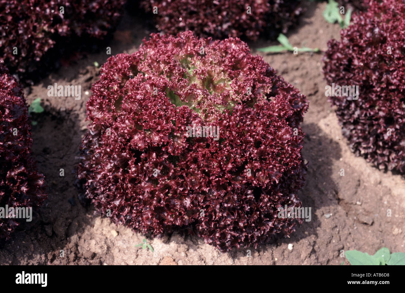 Insalata raccolta Lollo rossa circa 500 piante semi semi insalata