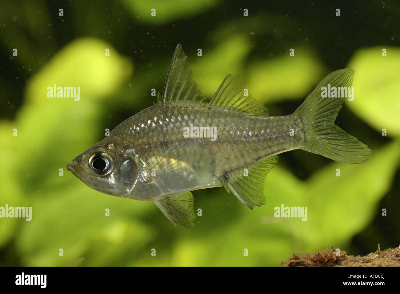Längliche Glassfish (Chanda Elongata), Schwimmen Stockfoto