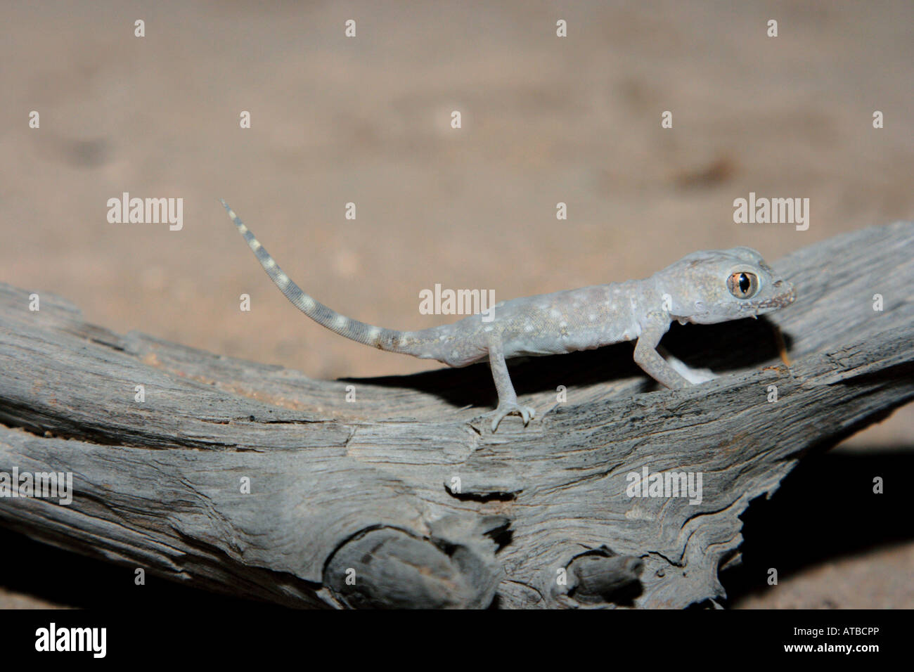Gecko (vgl. Stenodactylus spec.), Gecko in der Wüste auf abgestorbenem Holz, Katar, Al Warbra, Doha Stockfoto