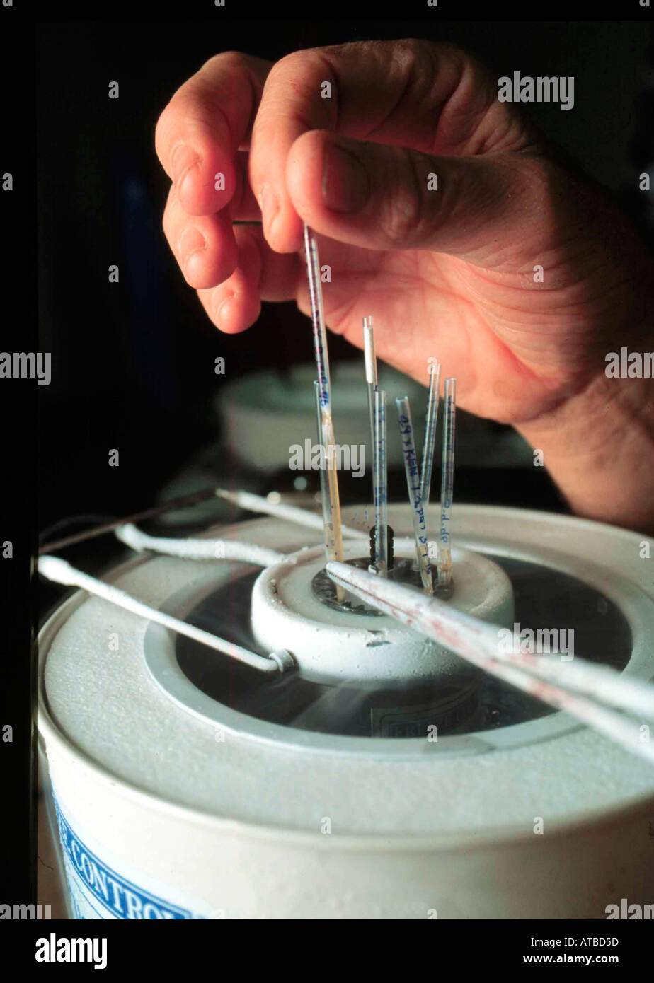 Sperma für die künstliche Befruchtung mit flüssigem Stickstoff kühlen. Foto von Bruce Miller Stockfoto