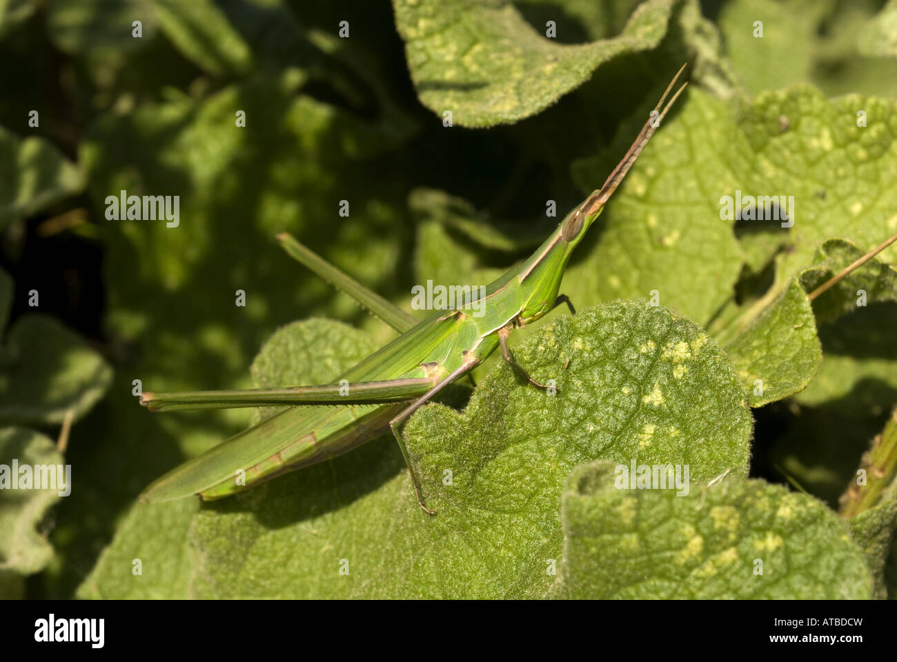 snouted Grashüpfer, long-headed Heuschrecke (Acrida Arten), sitzt auf einem Blatt, Pylos, Messinien, Peloponnes, Griechenland Stockfoto