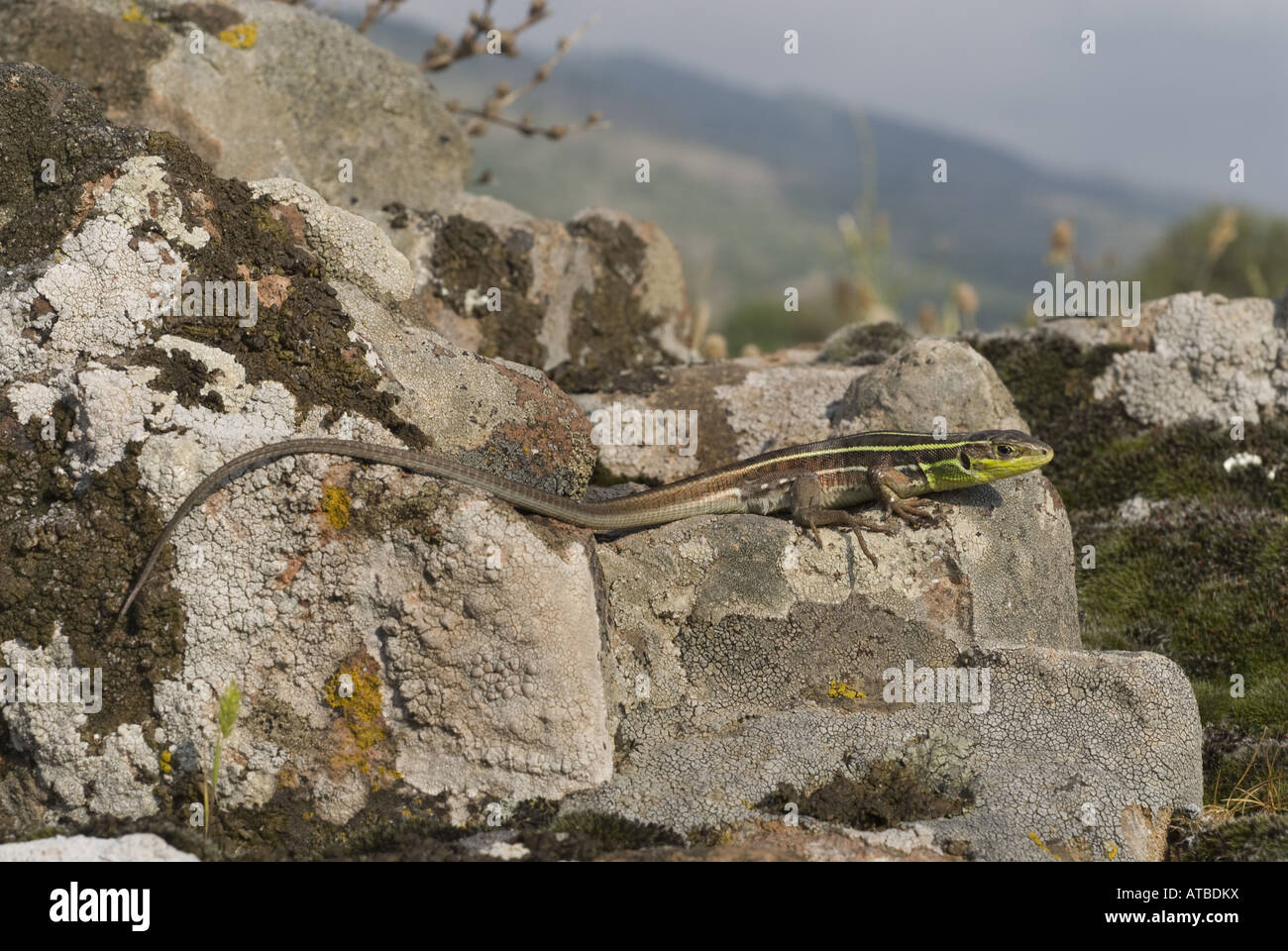 Balkan grüne Eidechse, Balkan Smaragd Eidechse (Lacerta Trilineata), Halbwüchsige, Griechenland, Lesbos Stockfoto