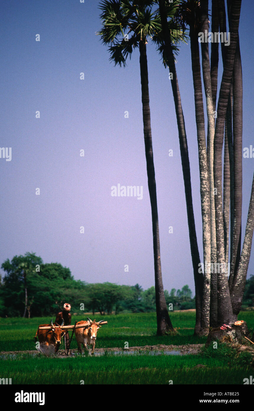 Ein Bauer bewirtschaftet das Land mit Kühen und pflügt hinein Tamil Nadu Südindien Stockfoto