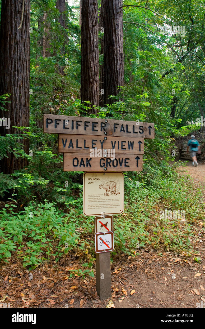 Wanderer und Wanderwege führen an Pfeiffer Big Sur State Park Monterey County in Kalifornien Stockfoto