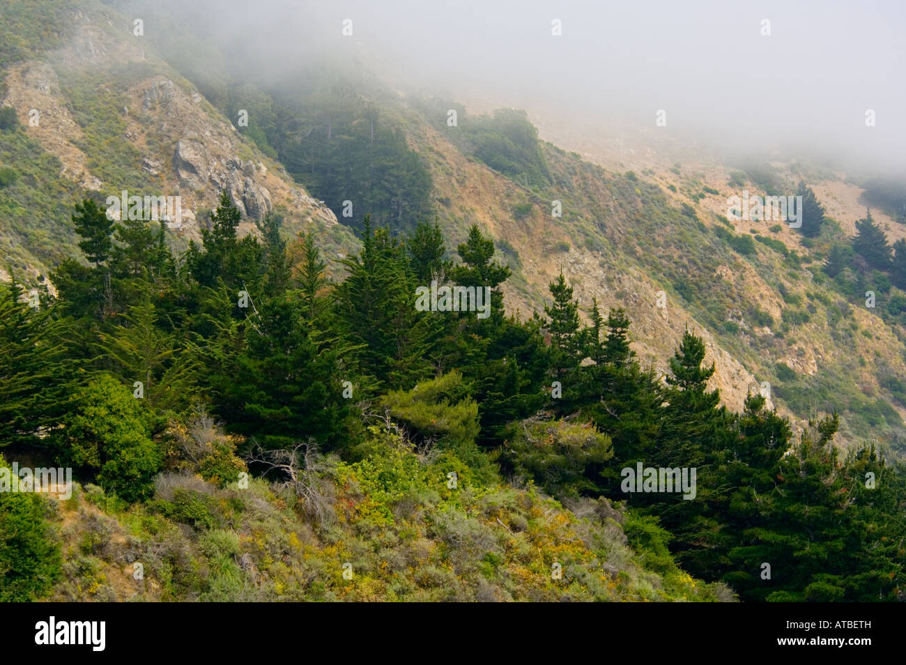 Küstennebel und Bäume am Hang entlang Big Sur Küste Monterey County in Kalifornien Stockfoto