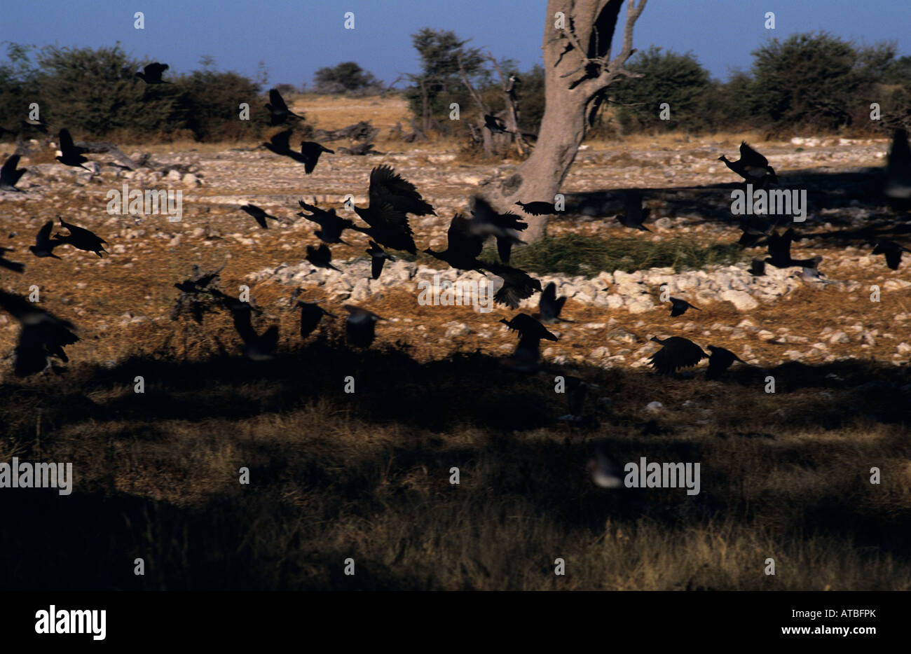 Crested Perlhühner (Guttera Pucherani) Etosha Nationalpark, Namibia Stockfoto