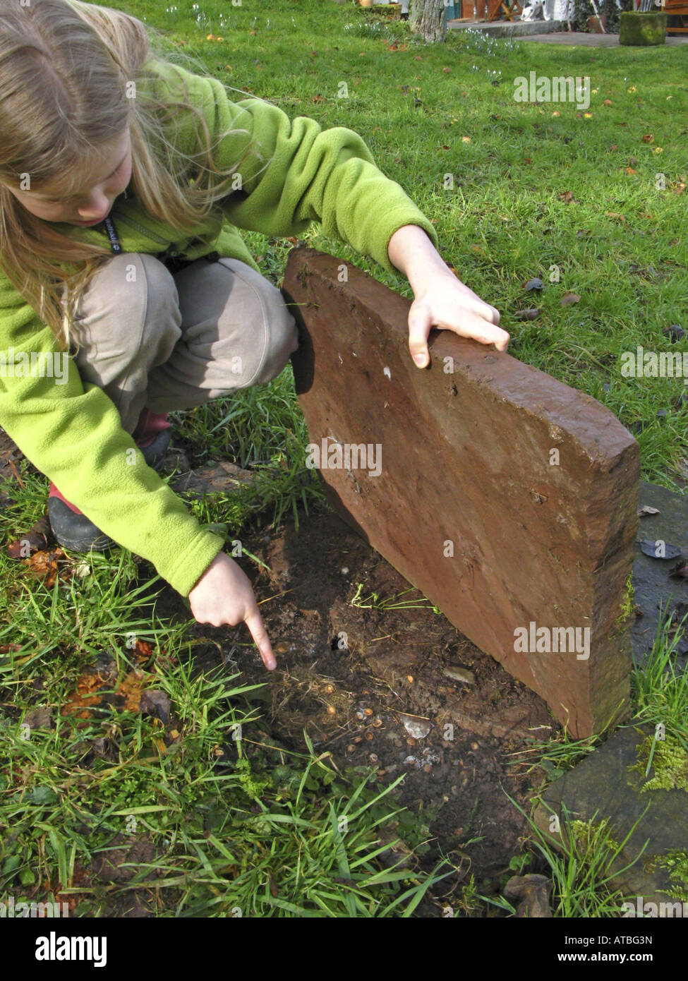 Mädchen auf der Suche nach Tieren unter einer Steinplatte Stockfoto