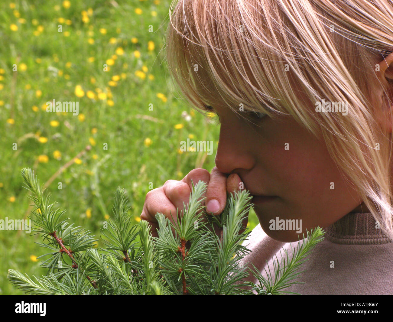 gemeinsamen Lärche, Lärche (Larix Decidua), Kind riecht an frisch duftiger Lärche-trieben Stockfoto