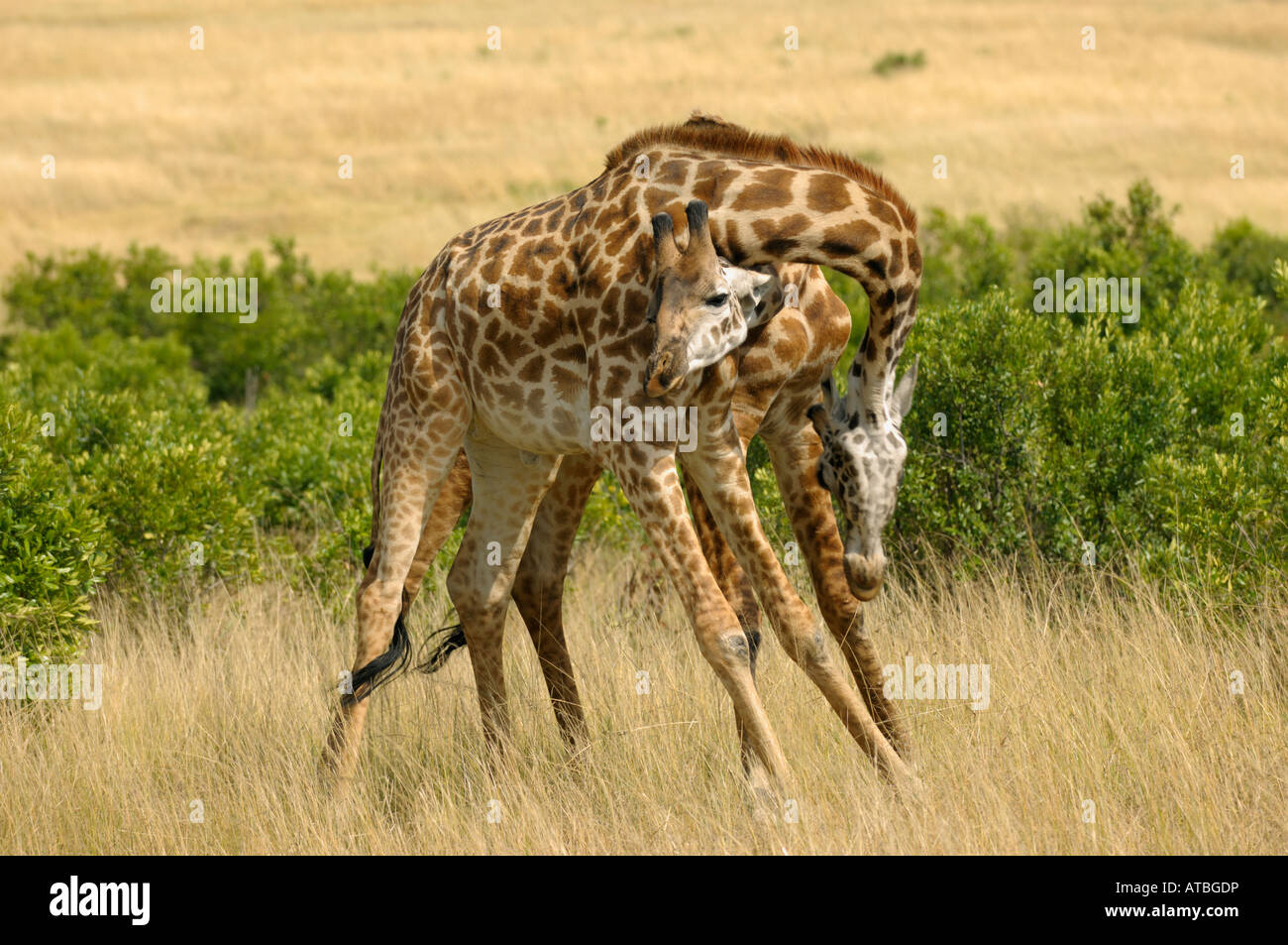 Giraffe Bullen kämpfen, Massai Mara, Kenia, Stockfoto