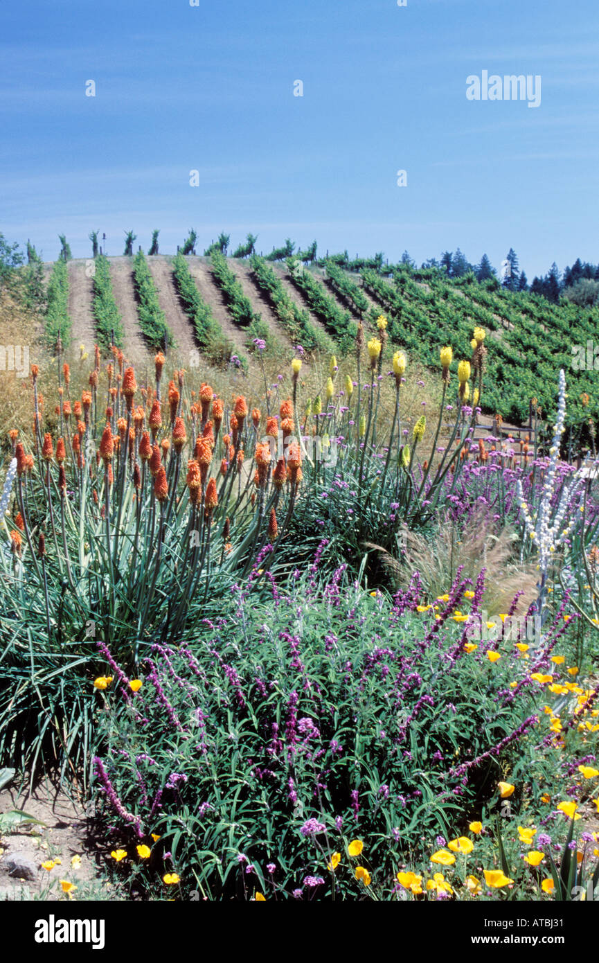 Eine Insectary ist auf diesem biologisch-dynamischen Weingut, Benziger Familie Weingut, Sonoma Valley, Kalifornien Wein-Land, USA enthalten. Stockfoto