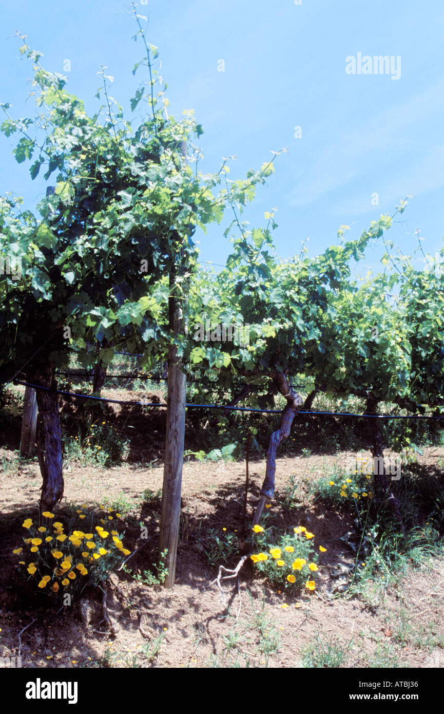 Ein Sonoma Valley Weinberg im Frühsommer, Kalifornien Wein-Land, USA. Stockfoto