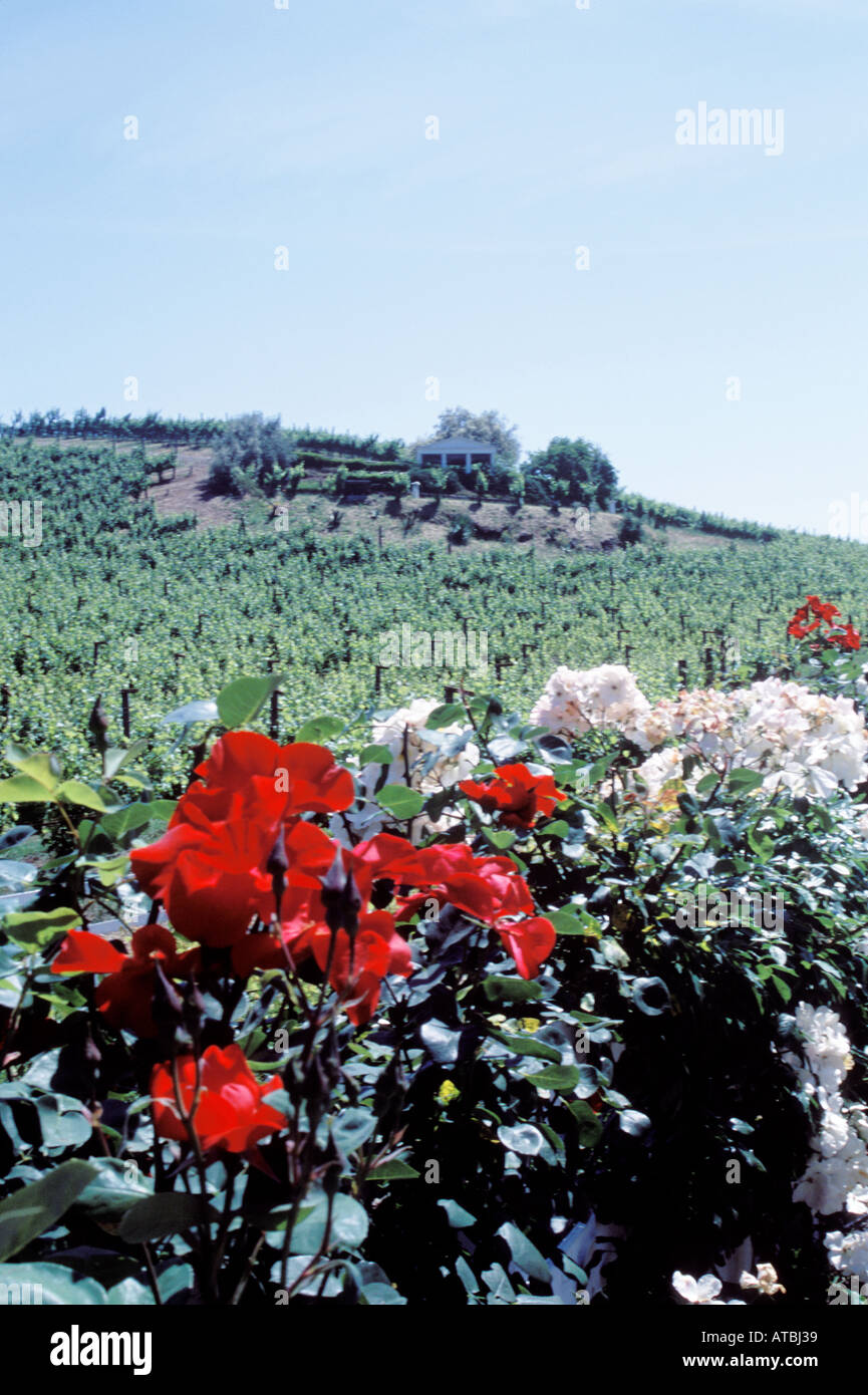 Weinland Benziger Familienweingut, Glen Ellen, Sonoma Valley, Kalifornien, USA. Stockfoto