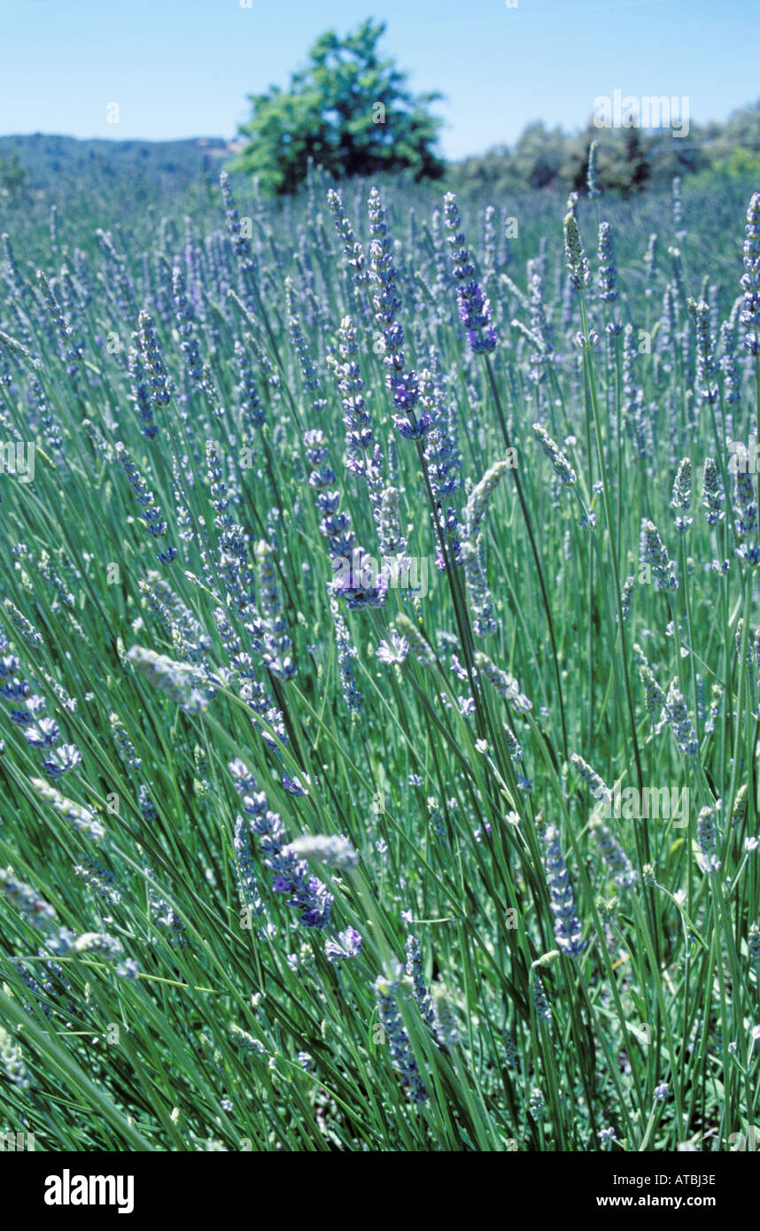 Ein Feld von Lavendel Büsche, Sonoma Valley, Kalifornien, USA. Stockfoto