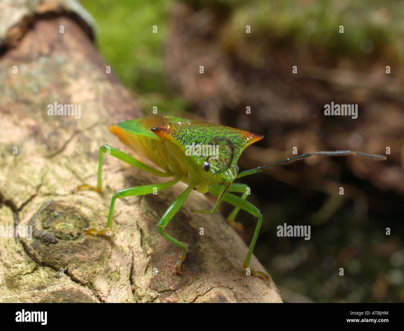 Weißdorn Shieldbug (Acanthosoma Haemorrhoidale), auf Rinde Stockfoto