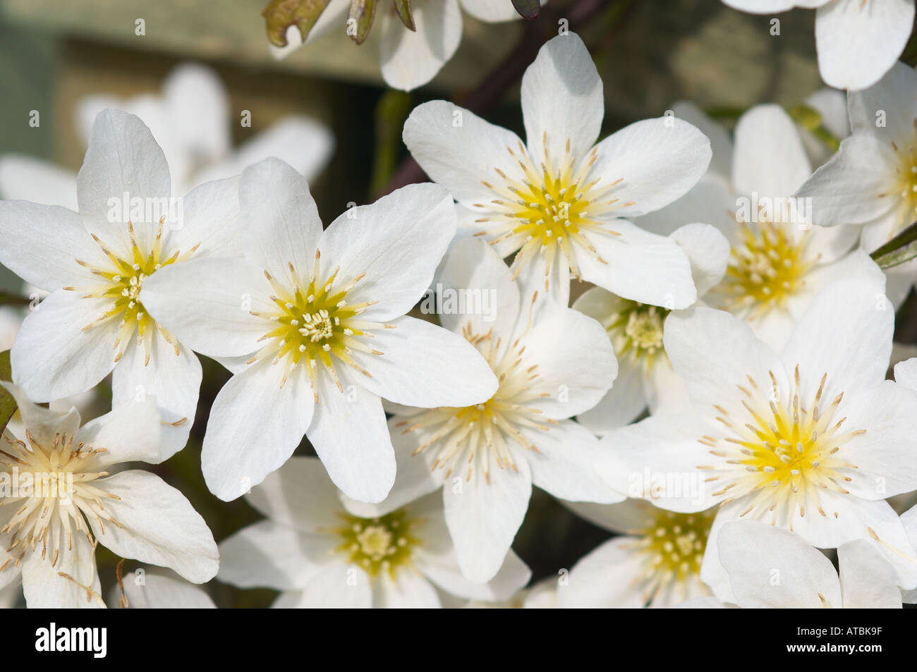 Clematis Cartmanaii Joe Stockfoto