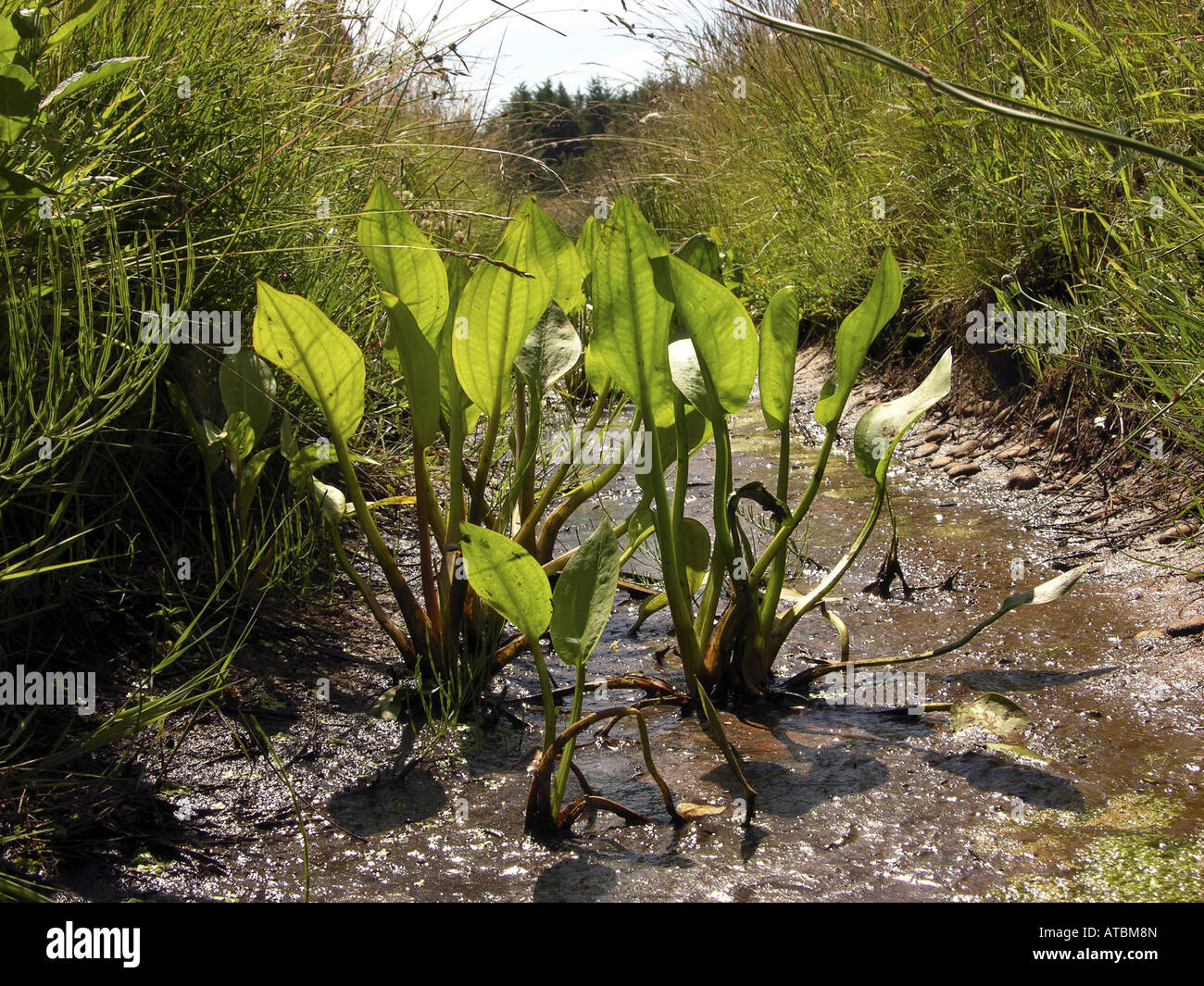 Narrow-leaved Wasser-Wegerich (Alisma Lanceolatum), Blätter Stockfoto