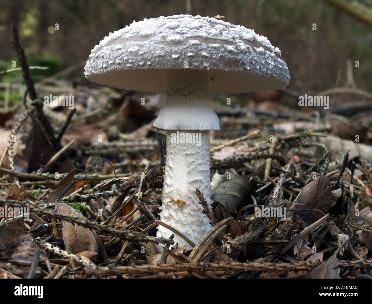 graue gefleckte Amanita (Amanita Excelsa), Fruchtbildung Körper Stockfoto