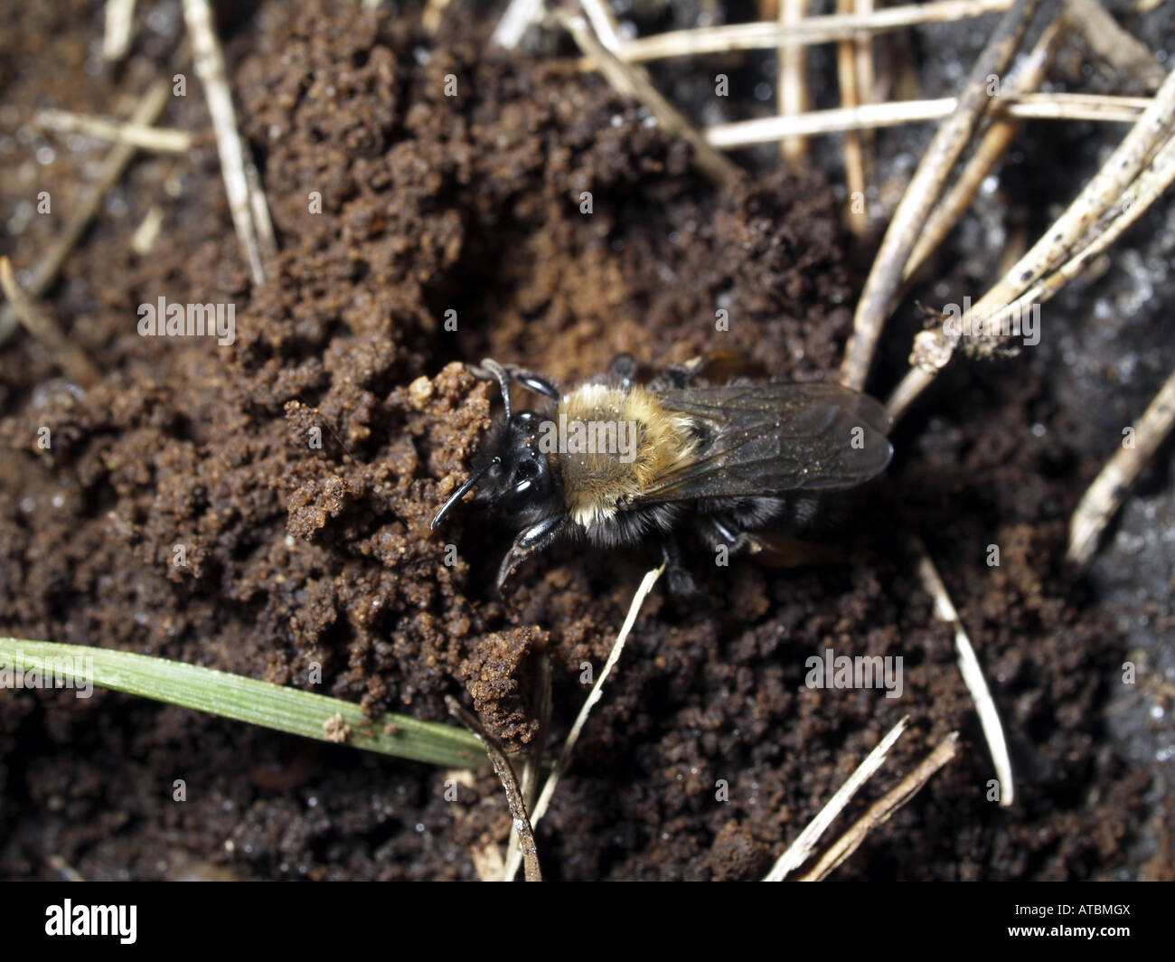 Bergbau-Biene (Andrena Clarkella), in der Nähe von seinem nest Stockfoto