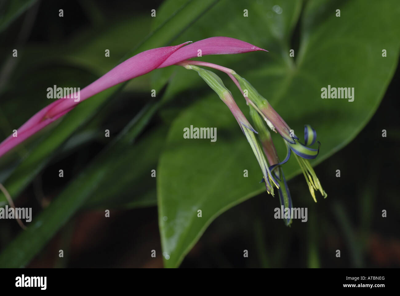 Königin der Tränen (Billbergia Nutans), Blütenstand Stockfoto