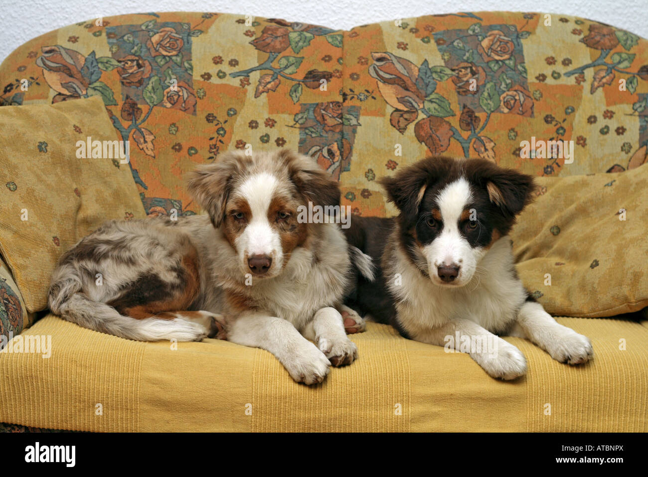 Australian Shepherd (Canis Lupus F. Familiaris), zwei Hunde, die auf einer Couch im Wohnzimmer Stockfoto