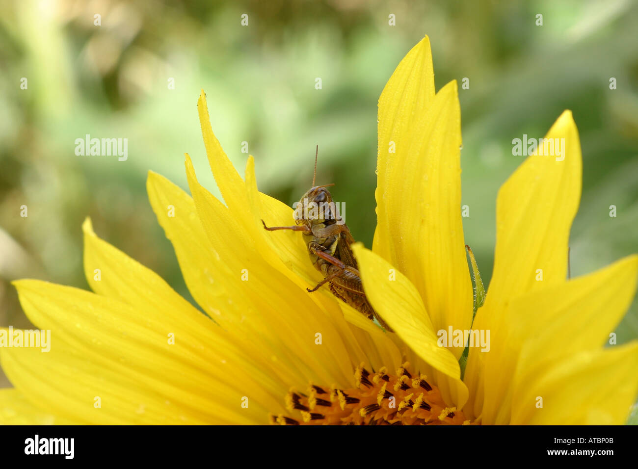 Sonnenblume, Feld von Sonnenblumen, Helianthus Annuus Stockfoto