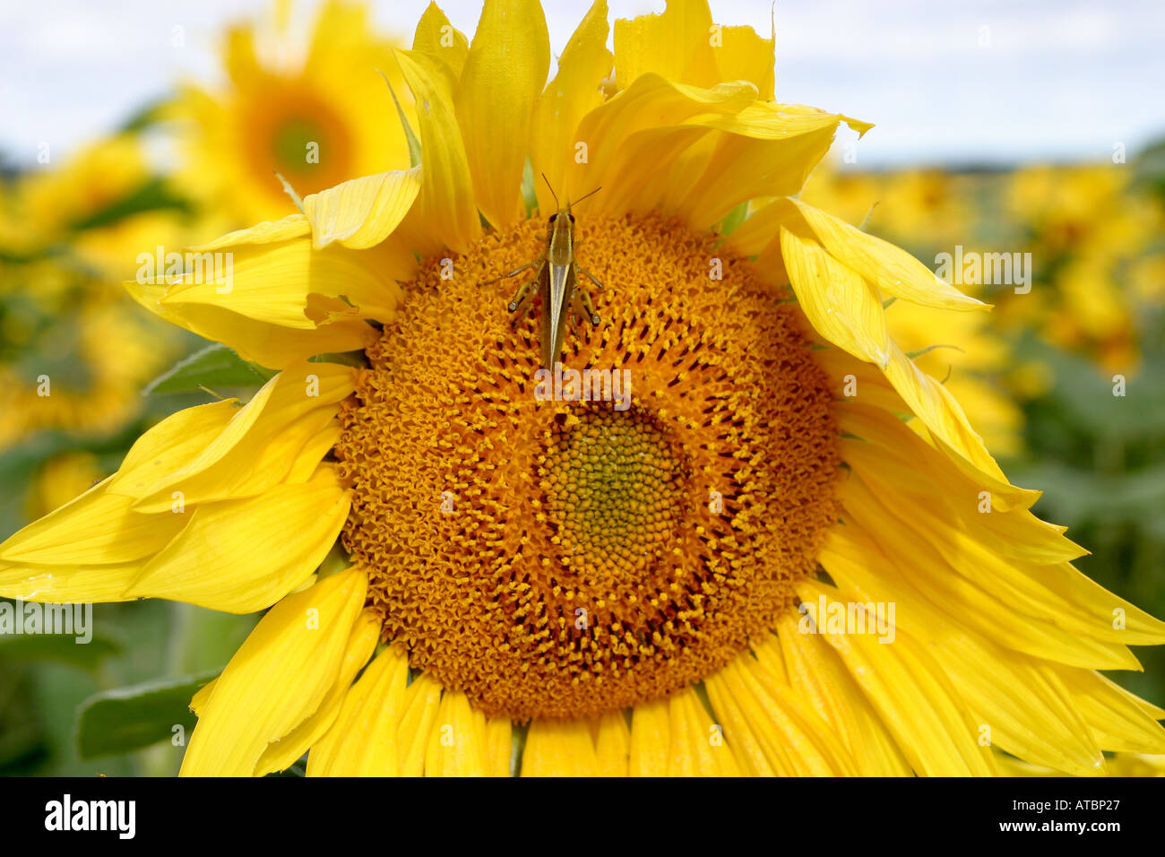 Sonnenblume, Feld von Sonnenblumen, Helianthus Annuus Stockfoto