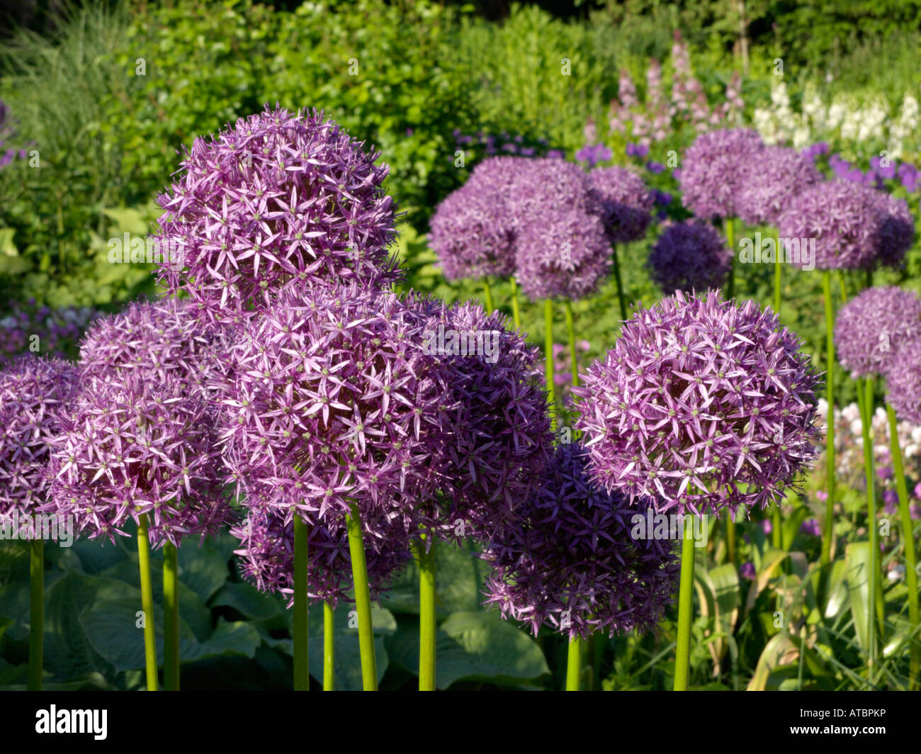 Riesige Lauch (Allium globemaster) Stockfoto