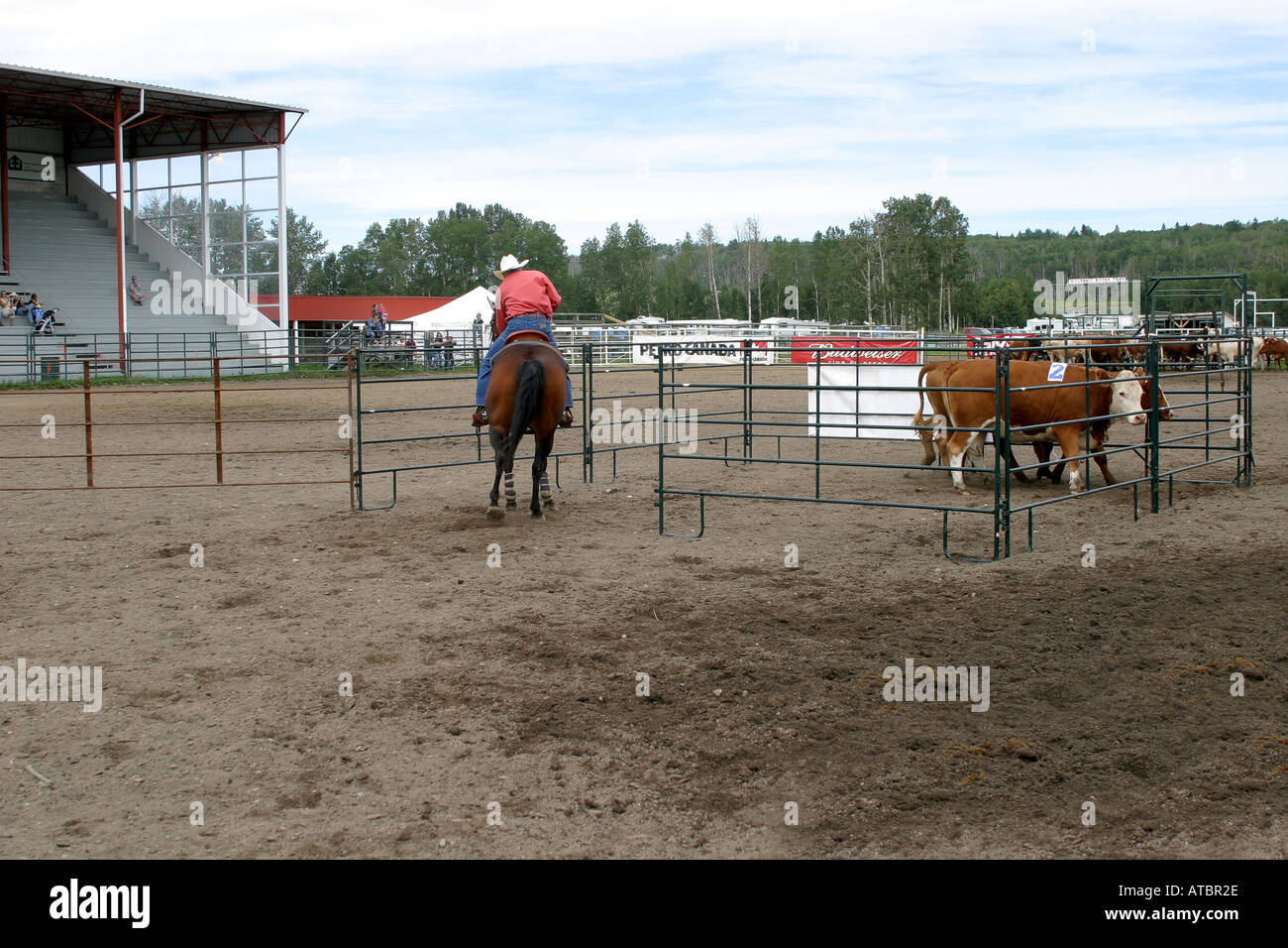 CATTLE PENNING Stockfoto