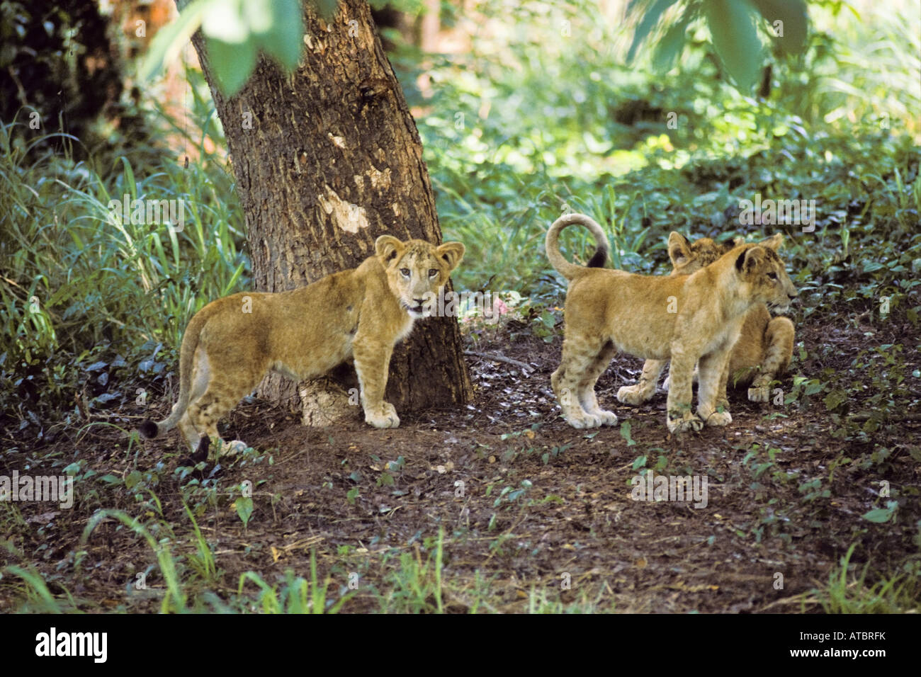 Asiatische Löwe (Panthera Leo Persica), Cubs, Indien Stockfoto