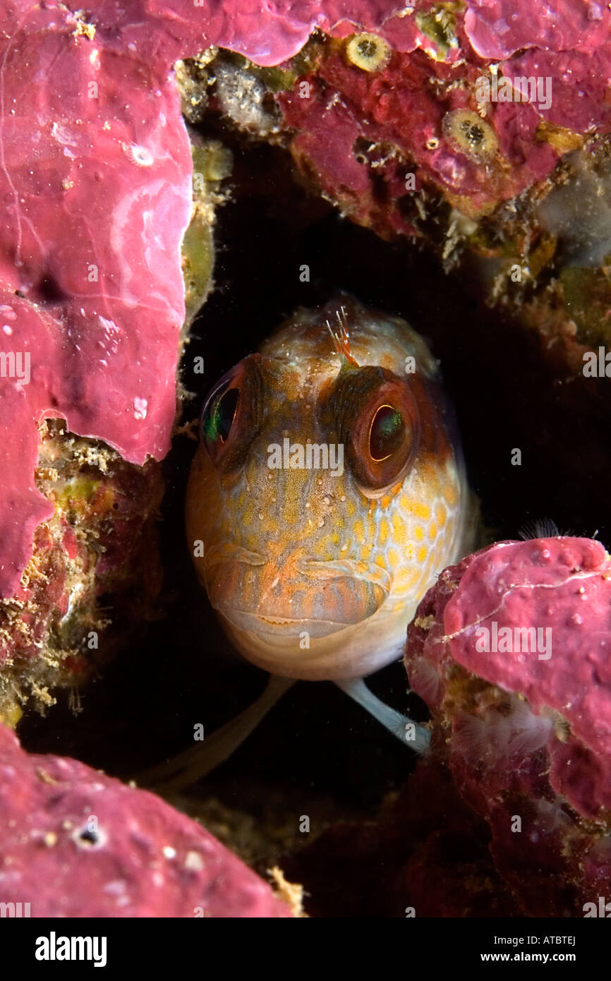 Fischen Sie Gesicht, Fisch, Unterwasser, Tauchen, Tauchen, Ozean, Meer, Leben im Meer, Leben im Meer, wenig Fisch, Tropical, Korallenriff, tropischen Riff Stockfoto