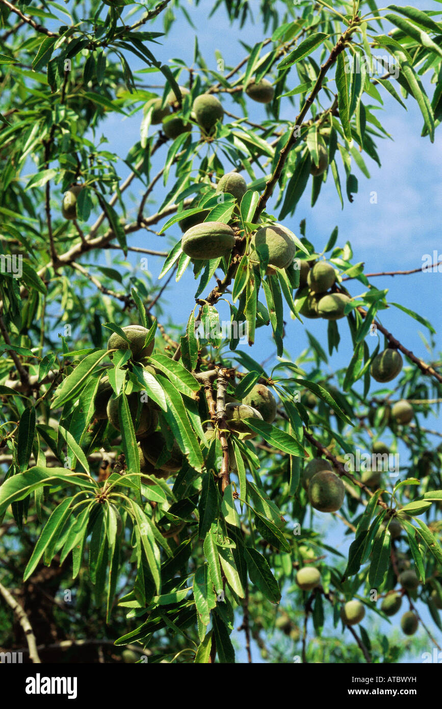 Mandeln wachsen auf Baum, Nahaufnahme Stockfoto