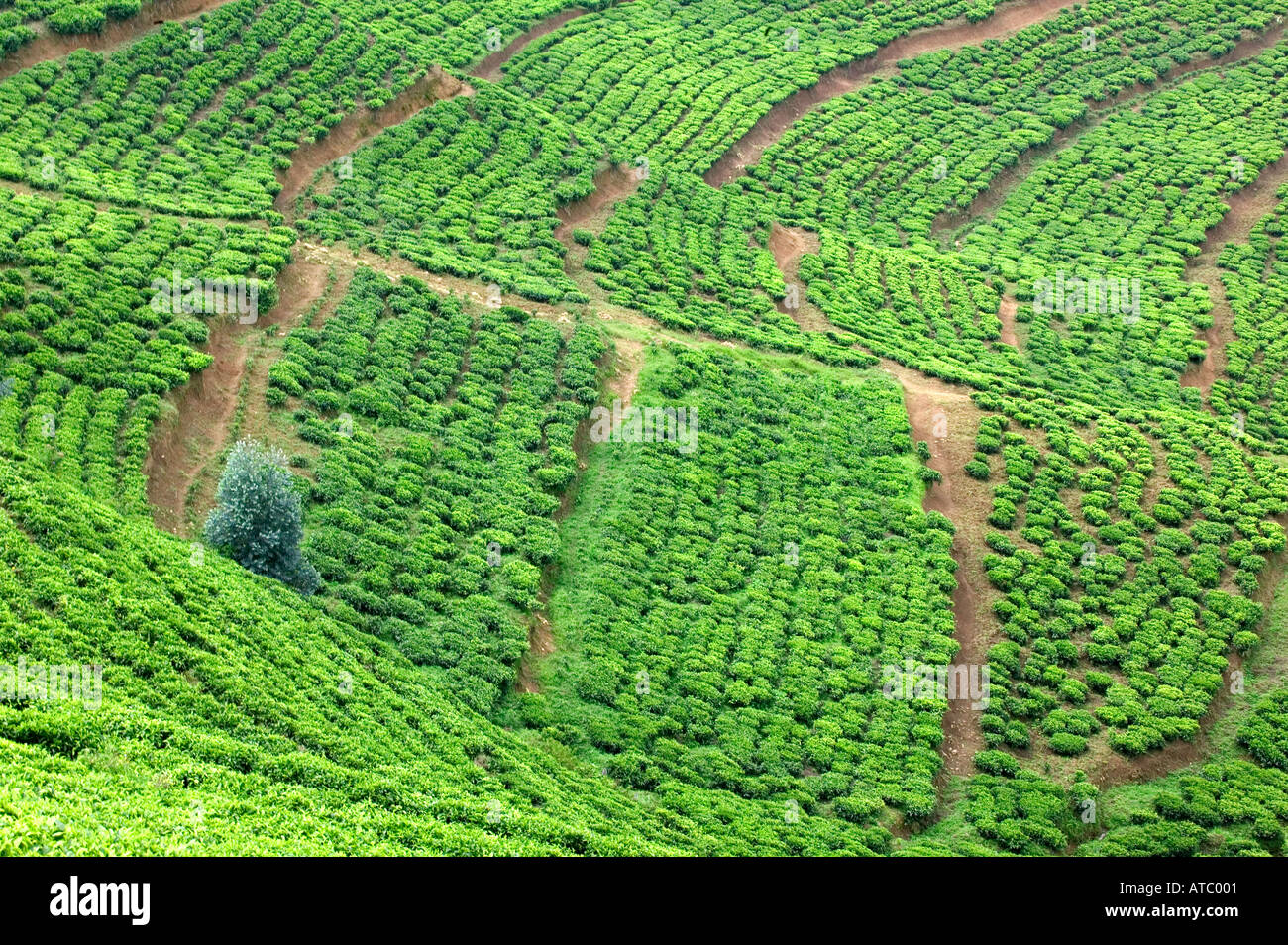 Eine Teeplantage in der Nähe von Nyungwe Nationalpark in Ruanda Zentralafrika Stockfoto