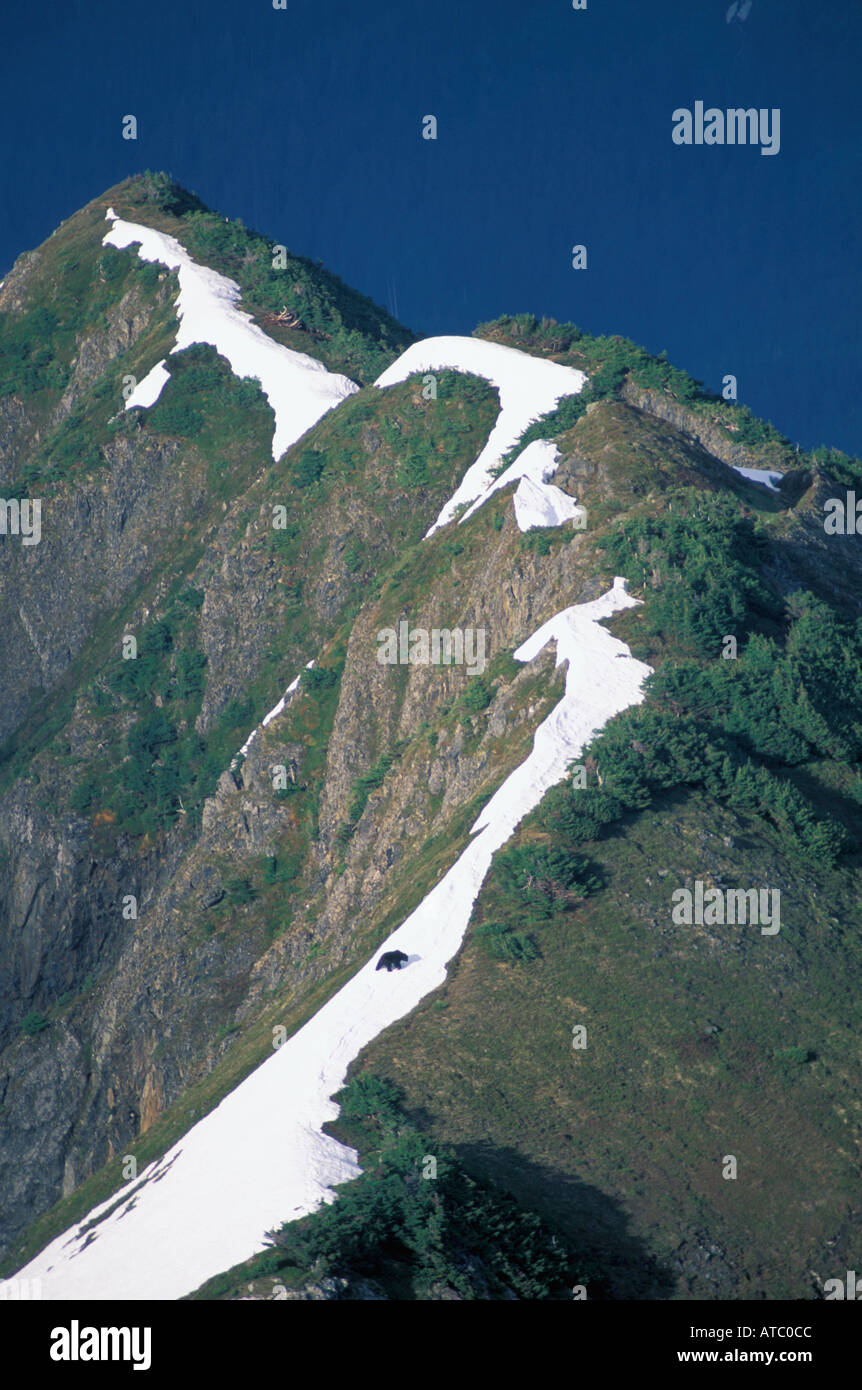 Alaska Baranoff Insel Braunbär auf Schnee bedeckten Bergrücken Stockfoto