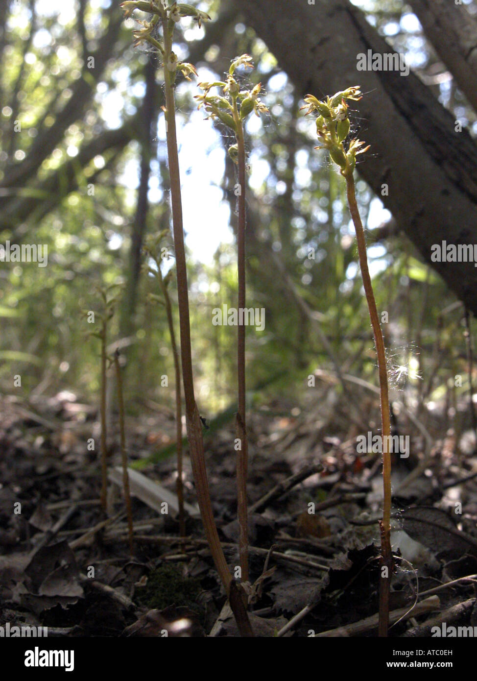 Coralroot Orchidee, frühe Coralroot (Corallorhiza Trifida), blühende Pflanzen im Wald Stockfoto