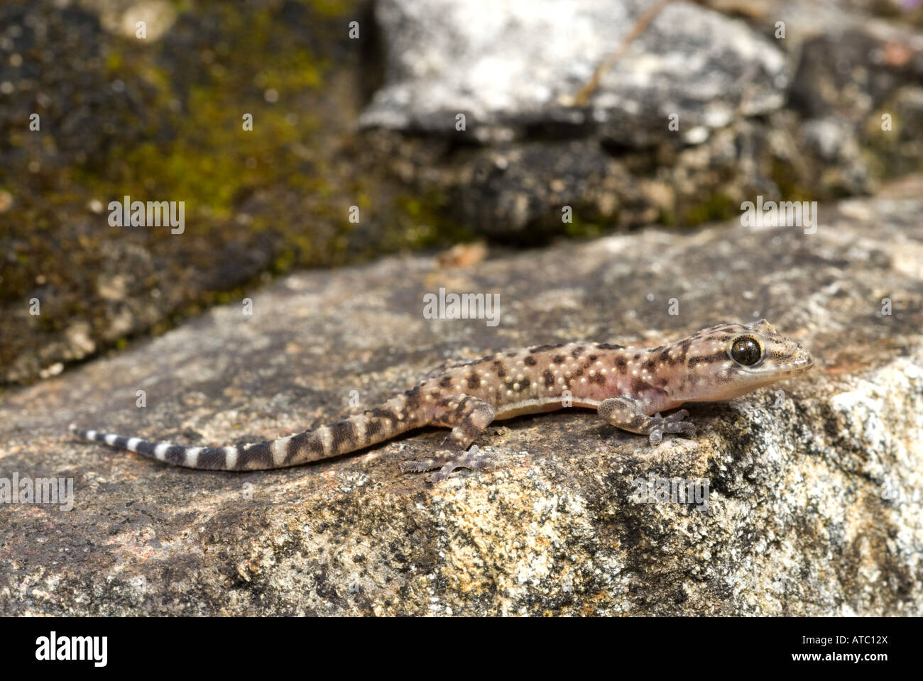 Türkische Gecko, mediterrane Gecko (Hemidactylus Turcicus), Semiadult, Spanien, Andalusien Stockfoto