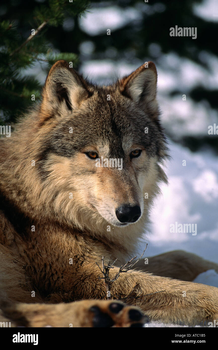 Grauer Wolf im Schnee Bridger Mountains Bozeman Montana Canis Lupis Verlegung Stockfoto