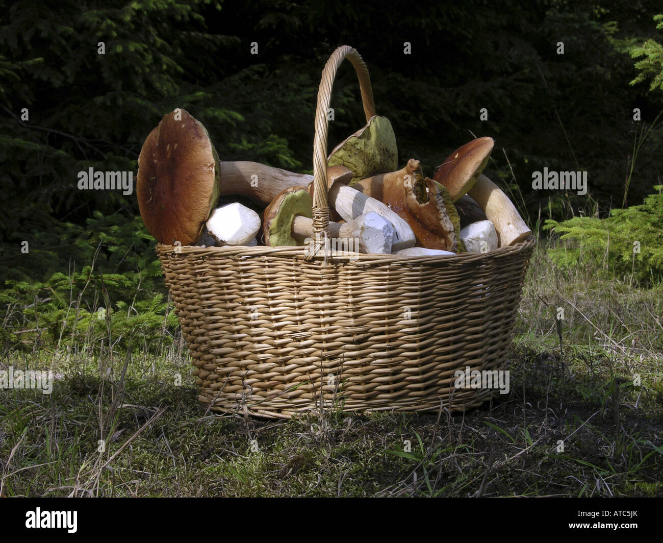 Penny Bun, Cep (Boletus Edulis), gesammelten Cent Brötchen im Korb stehen auf Frorest Boden Stockfoto