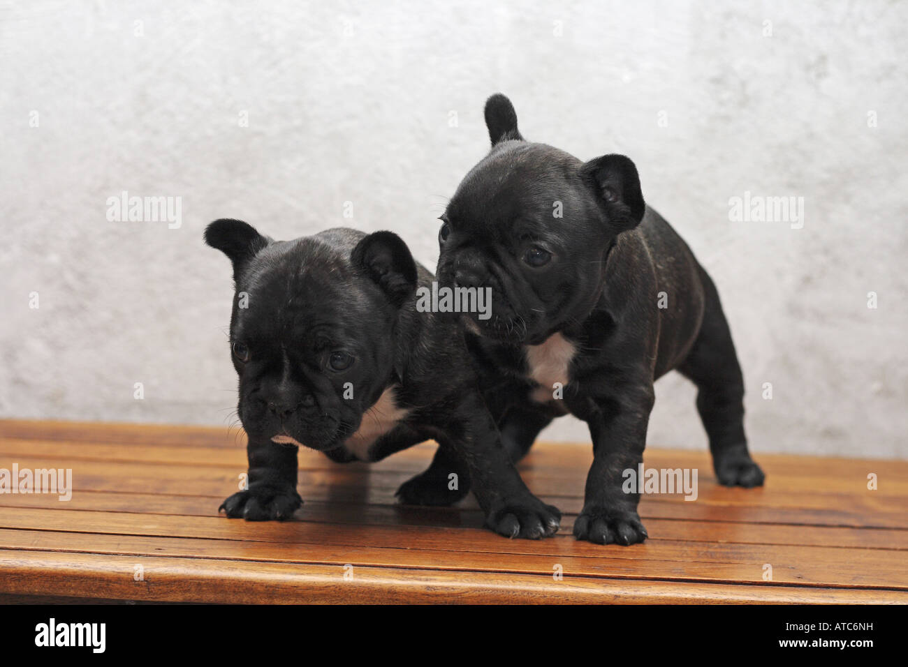 Französische Bulldogge (Canis Lupus F. Familiaris), Welpen zwei 5 Wochen alte nebeneinander stehend Stockfoto