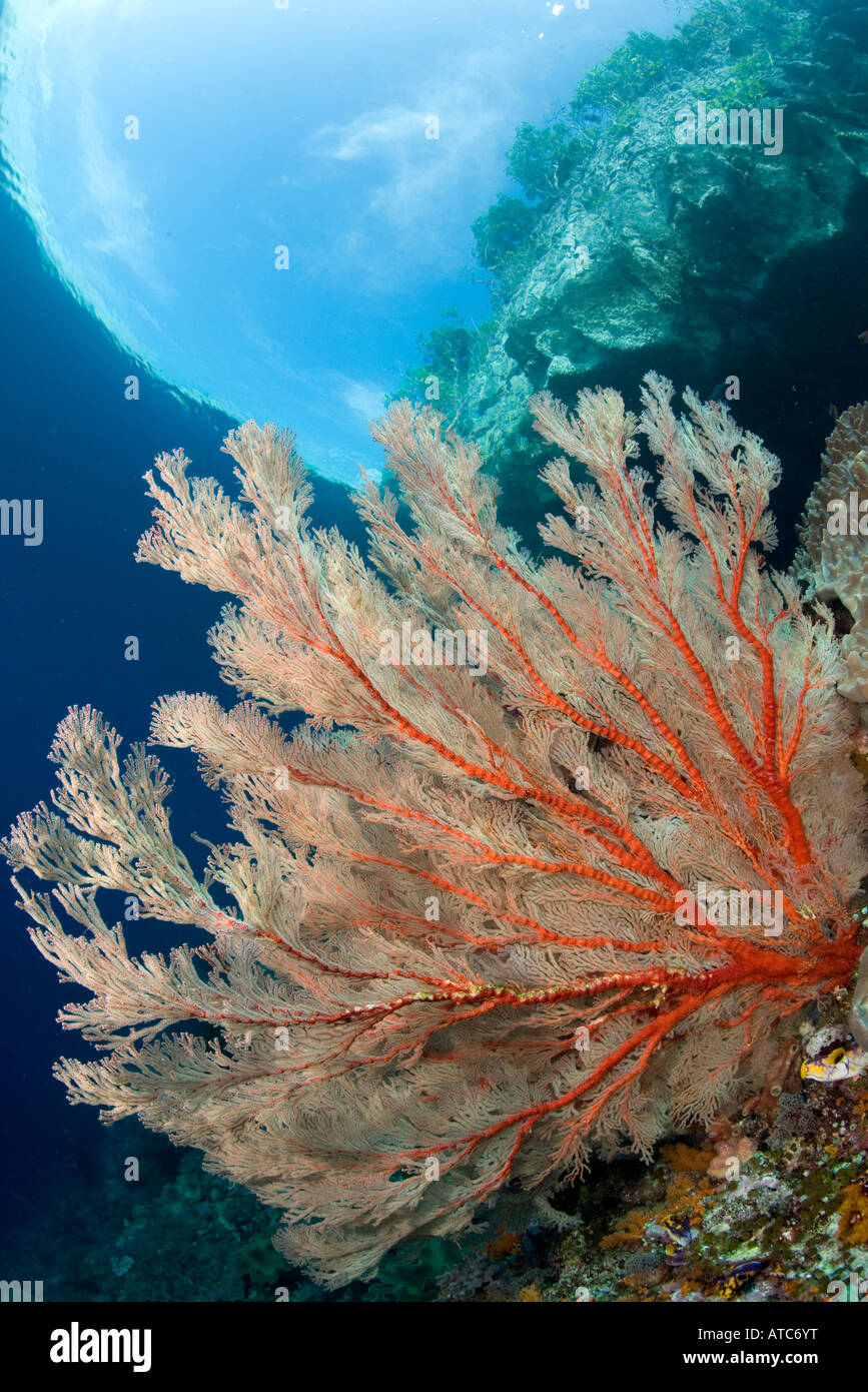 großen Gorgonien auf flaches Riff Melithaea sp Raja Ampat Irian Jaya West Papua Pazifik Indonesien Stockfoto