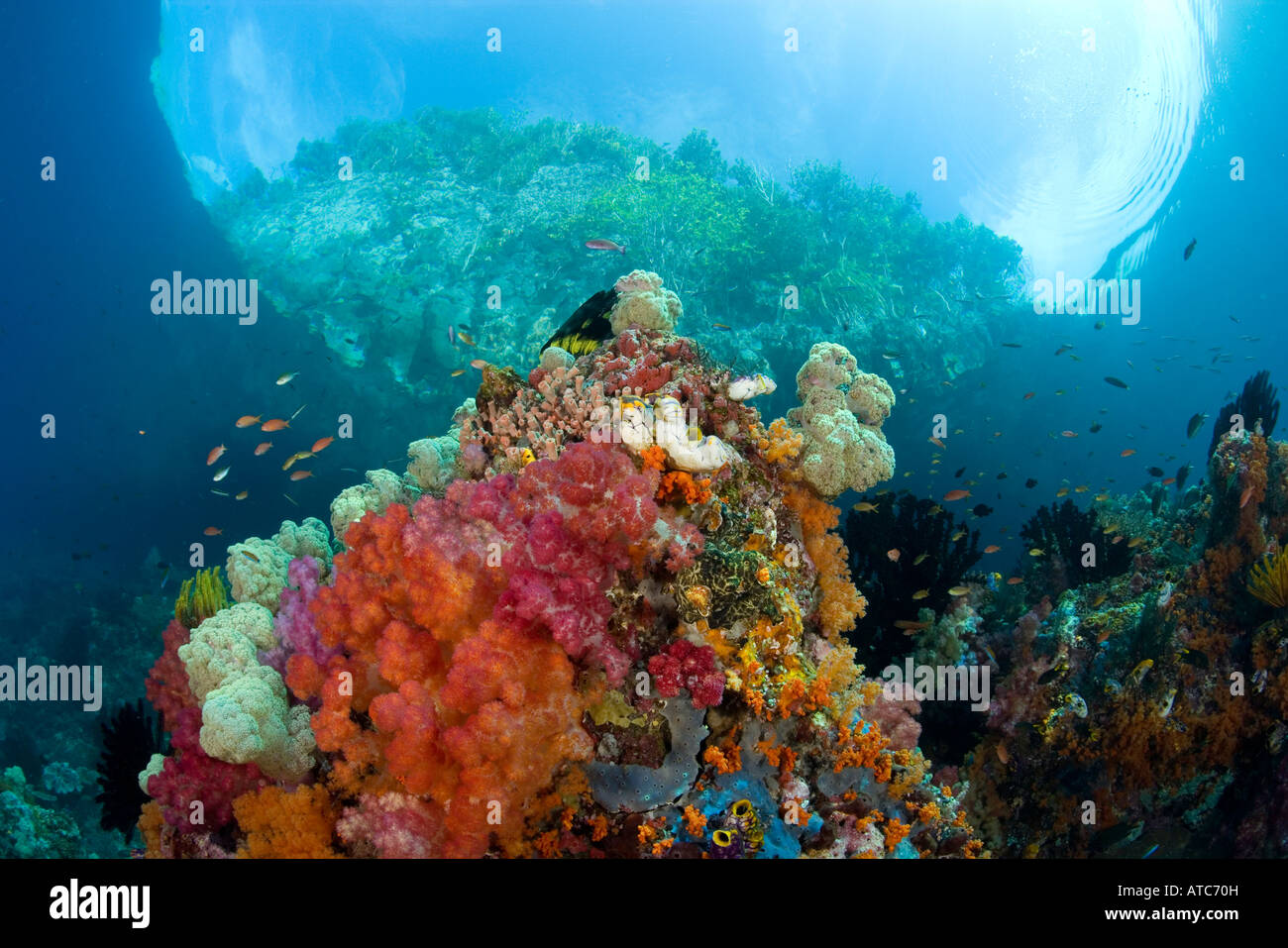 Weichkorallen am flachen Riff-Raja Ampat Irian Jaya West Papua Pazifik Indonesien Stockfoto