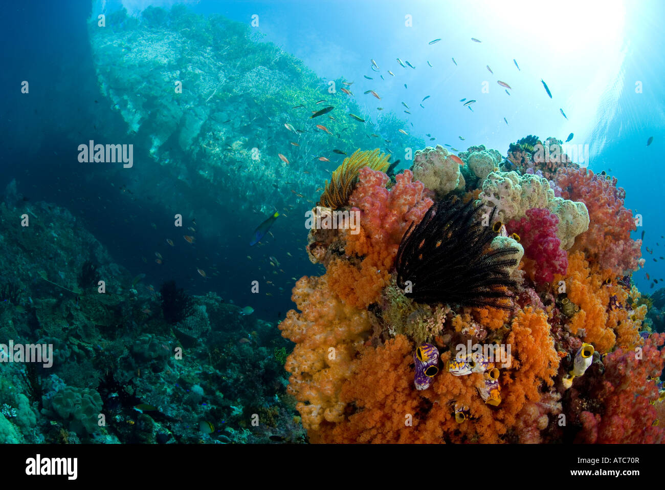 Weichkorallen am flachen Riff-Raja Ampat Irian Jaya West Papua Pazifik Indonesien Stockfoto