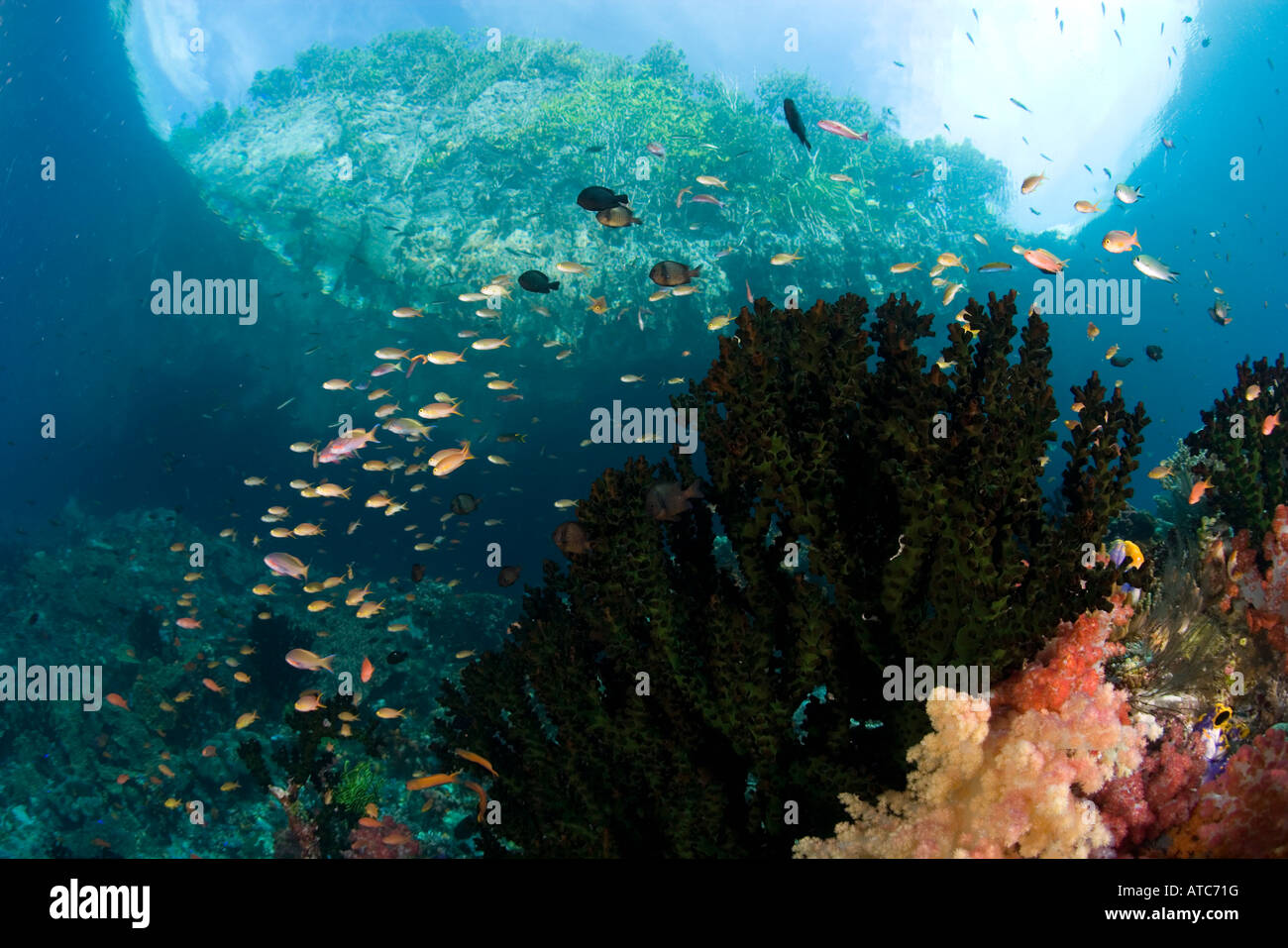 Steinkorallen und Anthias Fisch auf flachen Riff Tubastraea Pseudanthias Raja Ampat Irian Jaya West Papua Pazifik Indonesien Stockfoto